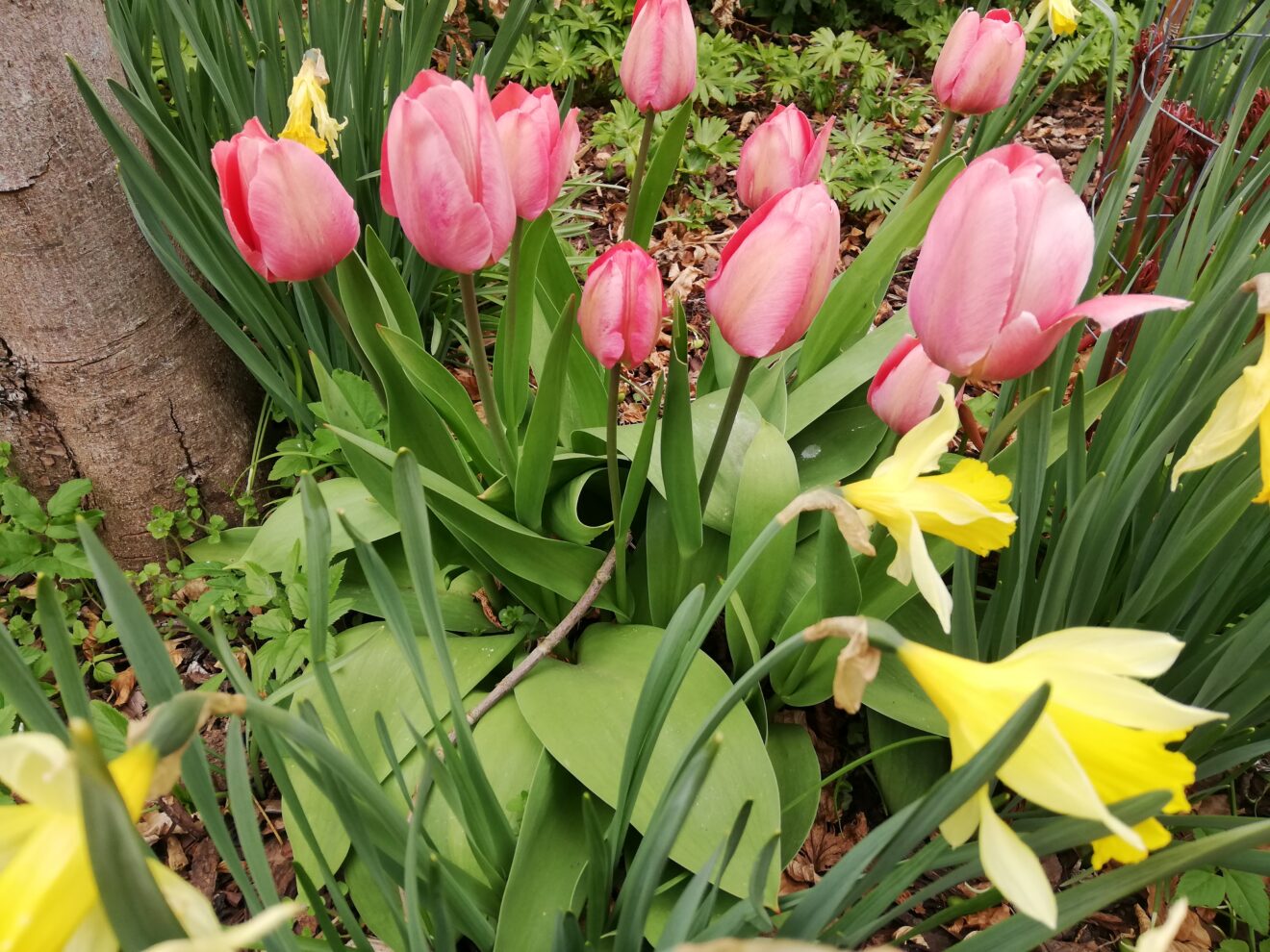 Tulipaner_påskeliljer